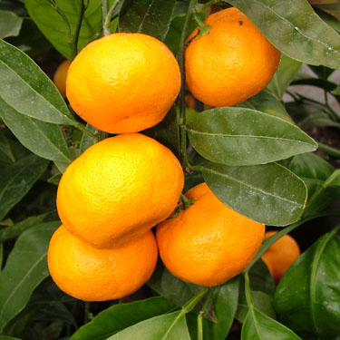 Citrus mandarin 'Silverhill'