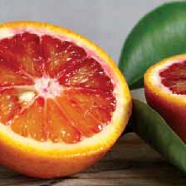 Citrus orange 'Blood'