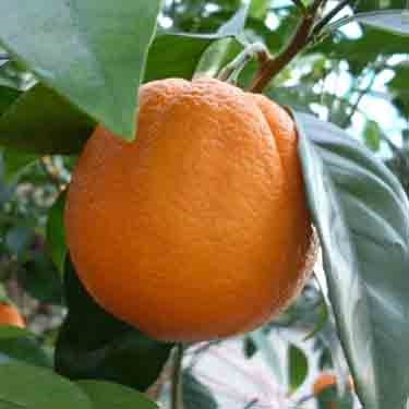 Citrus orange 'Fukumoto' Dwarf