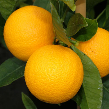 Citrus orange 'Harwood Late'