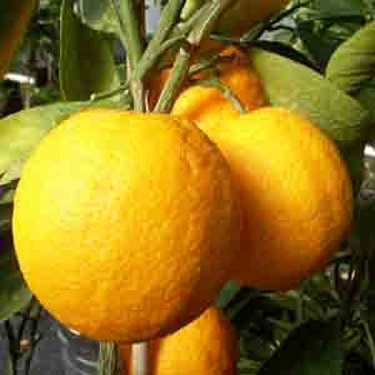 Citrus orange 'Lue Gim Gong'