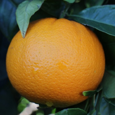 Citrus orange 'Navelina'