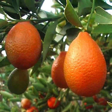 Citrus Orangequat