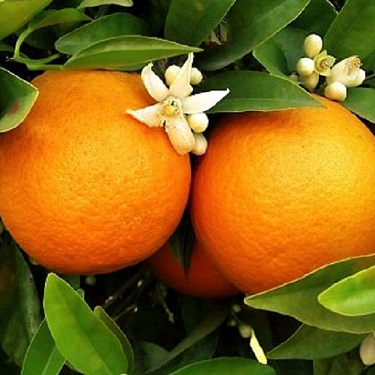 Citrus orange 'Washington Navel'