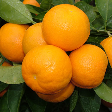 Citrus Tangelo 'Seminole'