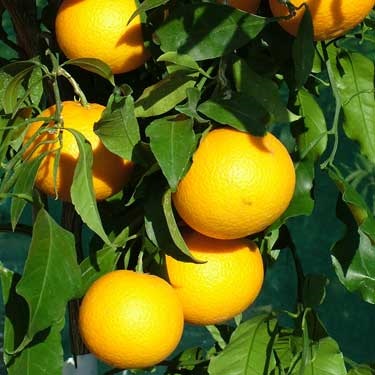 Citrus tangor 'Kiyomi' Dwarf