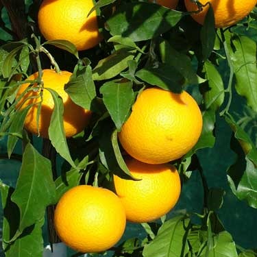 Citrus tangor 'Kiyomi'