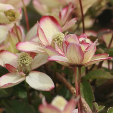 Clematis montana 'Pied Piper'