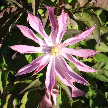 Clematis montana 'Rosebud'