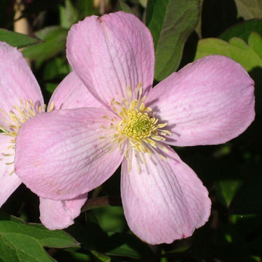 Clematis montana 'Rubens'