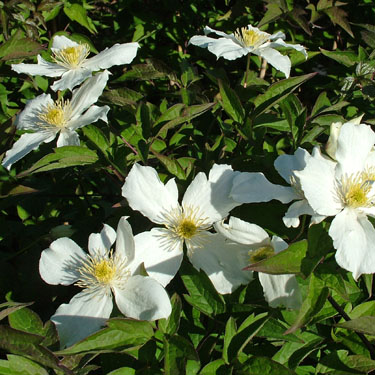 Clematis montana 'Snowflake'