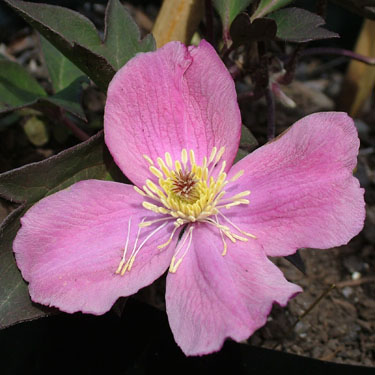 Clematis montana 'Tetrarose'