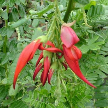 Clianthus puniceus 'Maximus'