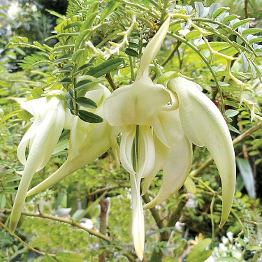 Clianthus 'White Heron'