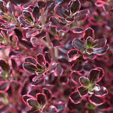 Coprosma 'Pacific Sunrise'