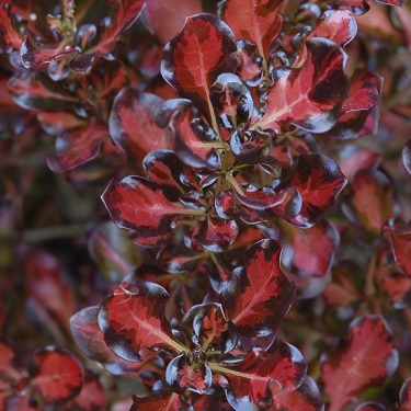 Coprosma 'Pacific Sunset'