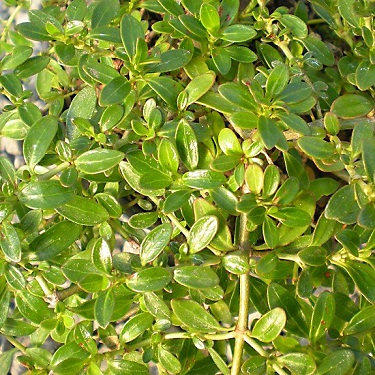 Coprosma repens 'Prostrata'