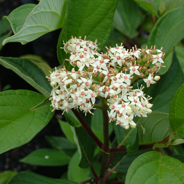 Cornus alba 'Sibirica'