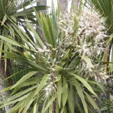 Cordyline australis