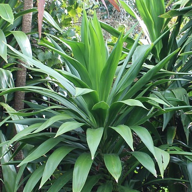 Cordyline 'Broadsword'