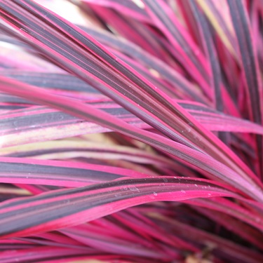 Cordyline 'Raspberry Fountain'