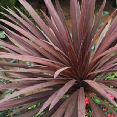 Cordyline 'Red Star'