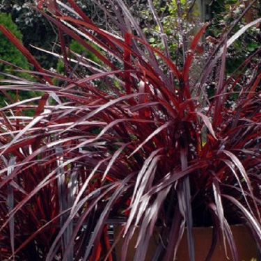 Cordyline 'Red Fountain'