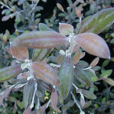 Corokia 'Frosted Chocolate'