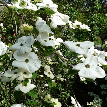 Cornus 'Eddies White Wonder'