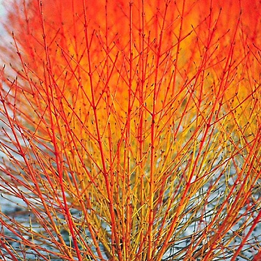 Cornus sanguinea 'Midwinter Fire'