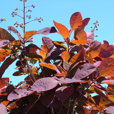 Cotinus 'Grace'