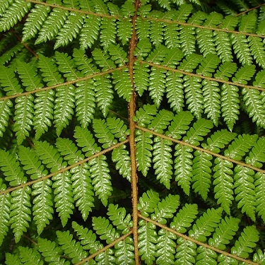 Cyathea dealbata