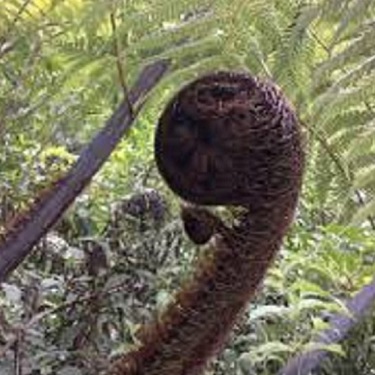 Cyathea medullaris