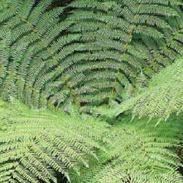 Cyathea smithii