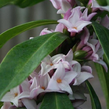 Daphne 'Perfume Princess'