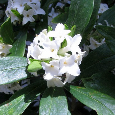 Daphne 'Perfume Princess White'