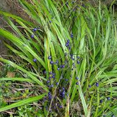 Dianella nigra