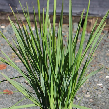 Dianella 'Seaspray'