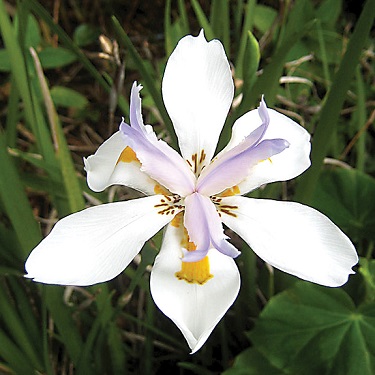 Dietes grandiflora