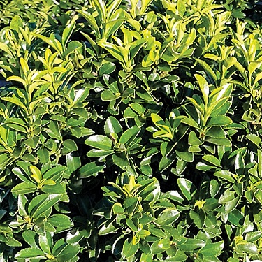 Euonymus 'Emerald Gem'