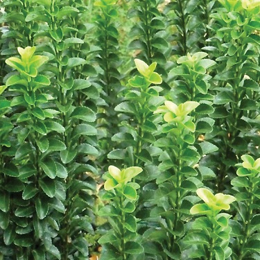 Euonymus 'Green Spire'