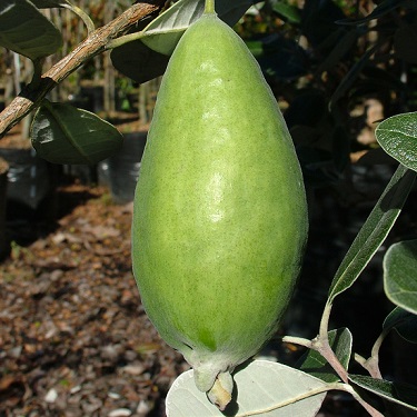 Feijoa 'Apollo'