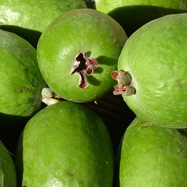 Feijoa 'Waingaro'