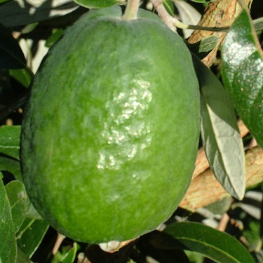 Feijoa 'Takaka'