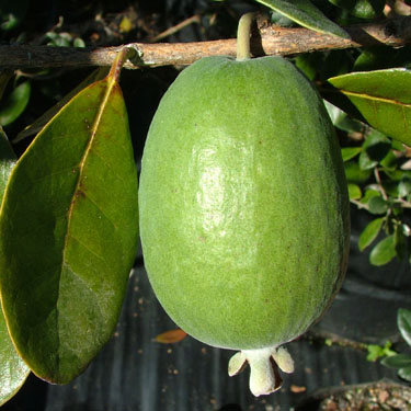 Feijoa 'Unique'