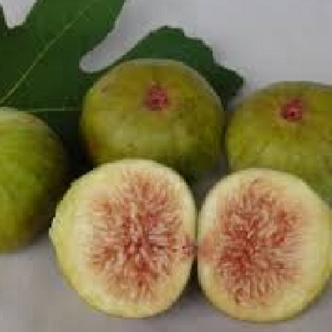 Fig 'Preston Prolific'