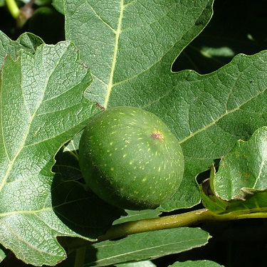 Ficus 'Ventura'