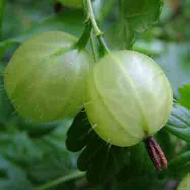 Gooseberry 'Invicta'