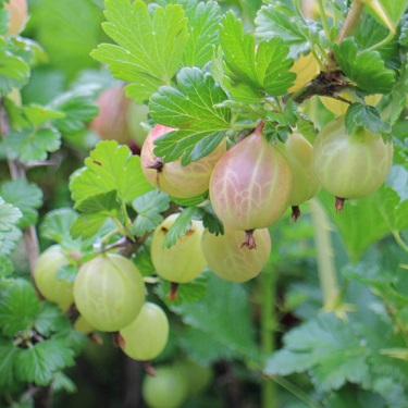 Gooseberry 'Farmers Glory'