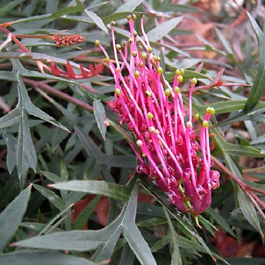 Grevillea 'Bronze Rambler' Grevillea 'Bronze Rambler'